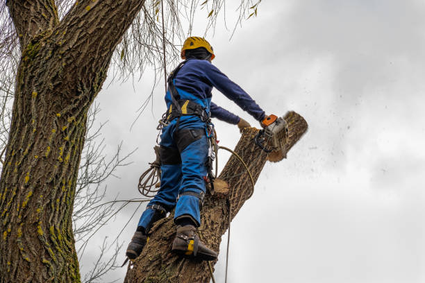 Best Commercial Tree Services  in Eatonville, WA